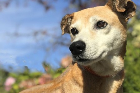 Πώς θα επιλέξετε την κατάλληλη τροφή για τον σκύλο σας