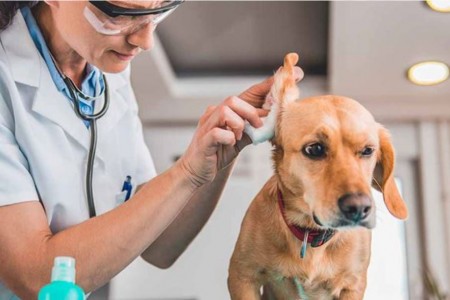 Πώς καθαρίζουμε σωστά τα αυτάκια του κατοικιδίου μας;